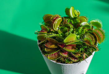 Venus flytrap
