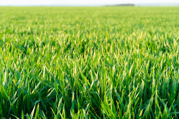 Obraz premium agricultural field with young sprouts and a blue sky with clouds - a beautiful spring landscape
