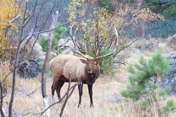 bull elk bellowing in the woods