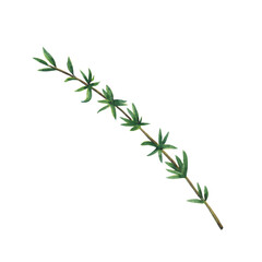 Green branch of thyme isolated on white background.  Watercolor hand drawn illustration.