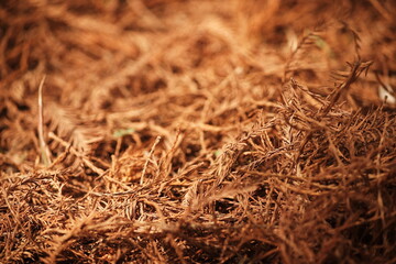 Close up of dry pine leaves background