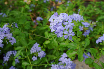 Obraz premium Cape leadwort, white plumbago, Plumbago auriculata, Blue flower in garden. 