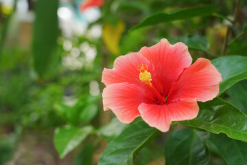 Red hibiscus flower with green background. In the tropical garden. 