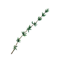 Green branch of thyme isolated on white background.  Watercolor hand drawn illustration. - 430185397