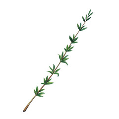 Green branch of thyme isolated on white background.  Watercolor hand drawn illustration.