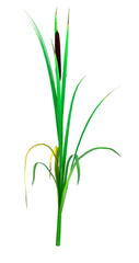 3D Rendering Typha Plant on White