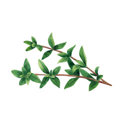 Green branch of marjoram isolated on white background.  Watercolor hand drawn illustration.