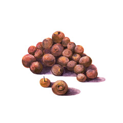 The heap of allspice isolated on white background.  Watercolor hand drawn illustration.
