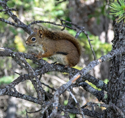 Naklejka na ściany i meble Eichhörnchen (Squirrel) im Banff NP (british Columbia)