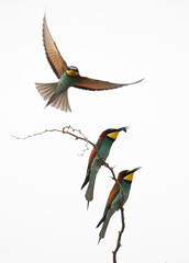 European bee-eater perched on a tree holding a bee, Bahrain