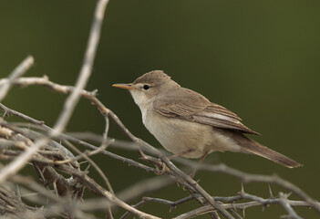 Upchers Warbler on dry wooden twigs, Bahrain