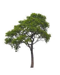 Obraz premium Green tree isolated on white background. This has clipping path.