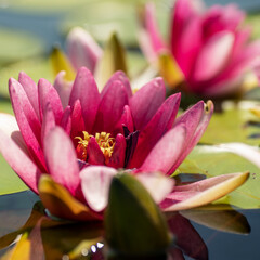 Pink lotuses, water lilies on the lake, pond, water. The rays of the sun are reflected in the water.