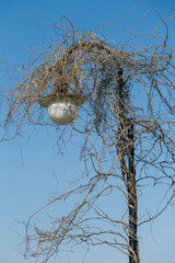 a lantern entwined with a climbing plant against a blue sky