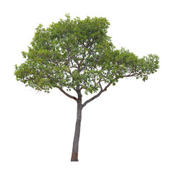 Green tree isolated on white background. This has clipping path.