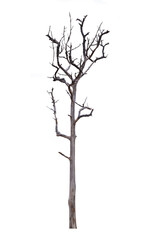 Death tree isolated on white background. This has clipping path.  