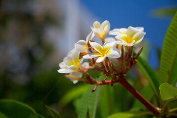 Tropische Frangipani Blumen