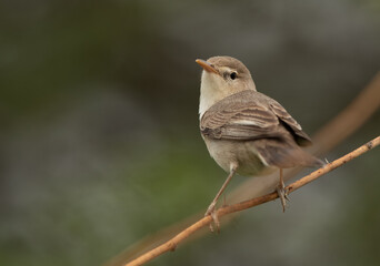 Obraz premium Upchers Warbler perched on a tree, Bahrain