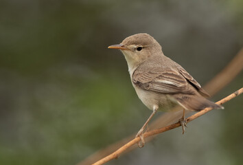 Obraz premium Portrait of a Upchers Warbler, Bahrain
