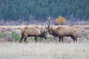 bull elk clash massive antlers