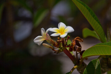 Tropische Frangipani Blumen