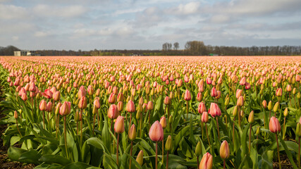 ein Feld mit blühenden Tulpen in Holland