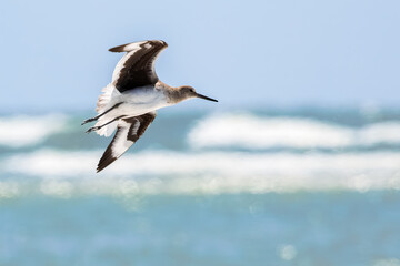 Male Willet Bird in Flight Over the Ocean
