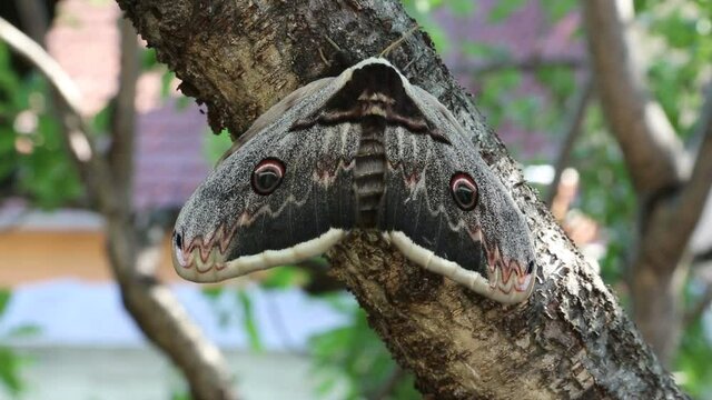 Europe's largest moth Saturnia pyri waiting for male