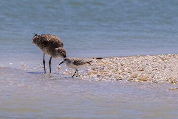 Mother Willet Playing with Her Baby By the Seashells Covered Shore in Marco Island, Florida, USA
