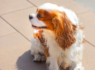 cavalier king charles spaniel