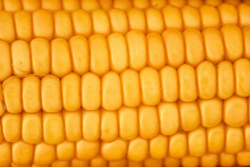 yellow corn ear, close up macro surface top view background