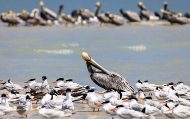 Brown Pelican Scratching Himself Among a Pelican and Royal Tern Colony Off the Shores of Marco Island, Florida, USA