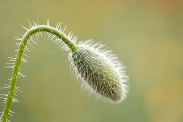 Macro image of a poppy capsule.
