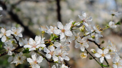 The branches of plum fruit trees are covered with beautiful flowers.