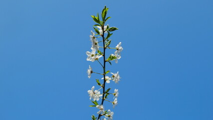 
Plum tree branches on a beautiful sky-blue background.