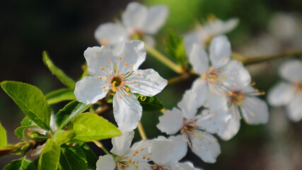 The branches of plum fruit trees are covered with beautiful flowers.