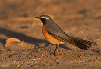Portrait of a White-throated Robin at Hamala, Bahrain