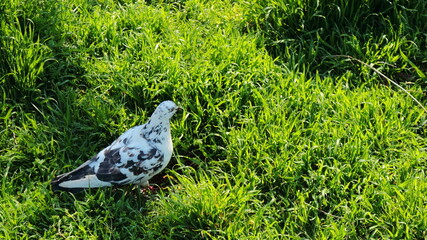 
A beautiful speckled pigeon walks through the park on the green lush grass.