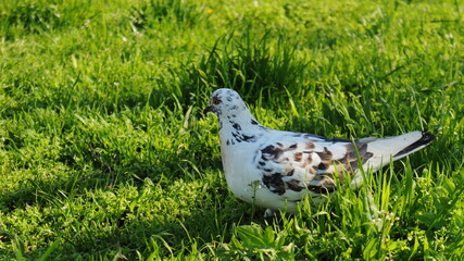 
A beautiful speckled pigeon walks through the park on the green lush grass.