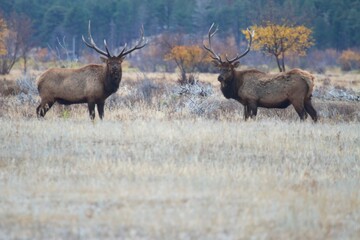 bull elk pause for photos before rut battle