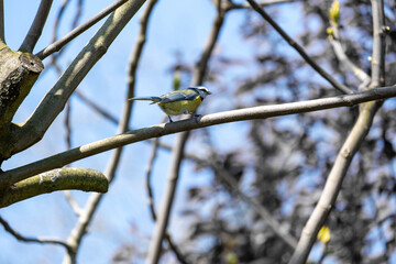 bird on a branch