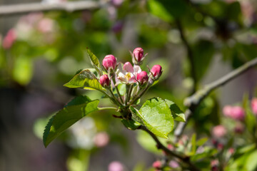 pink apple tree blossom