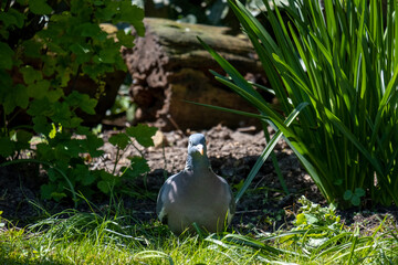 Obraz premium bird in the grass