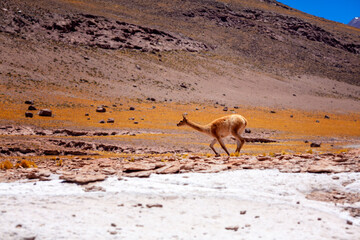 A vicuna running beneath Isluga Volcano, Andean high plateau, Chile.