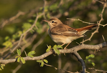 Portrait of a Rufous-tailed Scrub Robin at Hamala, Bahrain