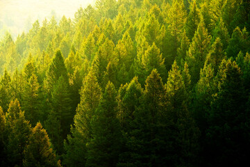 Pine Trees Forest Evening Light