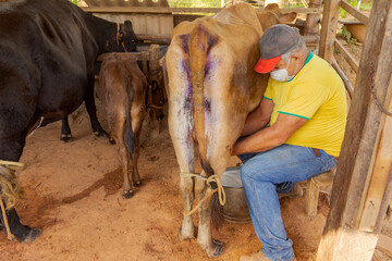 Pequeno produtor rural ordenha vaca manualmente usando máscara de proteção contra Covid 19, em Guarani, Minas Gerais, Brasil