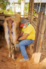 Pequeno produtor rural ordenha vaca manualmente usando máscara de proteção contra Covid 19, em Guarani, Minas Gerais, Brasil