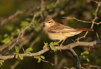 Rufous-tailed Scrub Robin at Hamala, Bahrain