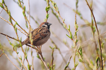 small brown bird Passer montanus sitting on the branch with spring buds.